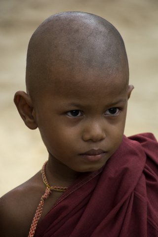 Moine birman
